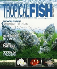 Tidningen Tropical Fish Hobbyist 12 nummer