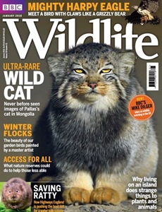 Prenumeration BBC Wildlife